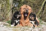 DOGUE DU TIBET 514